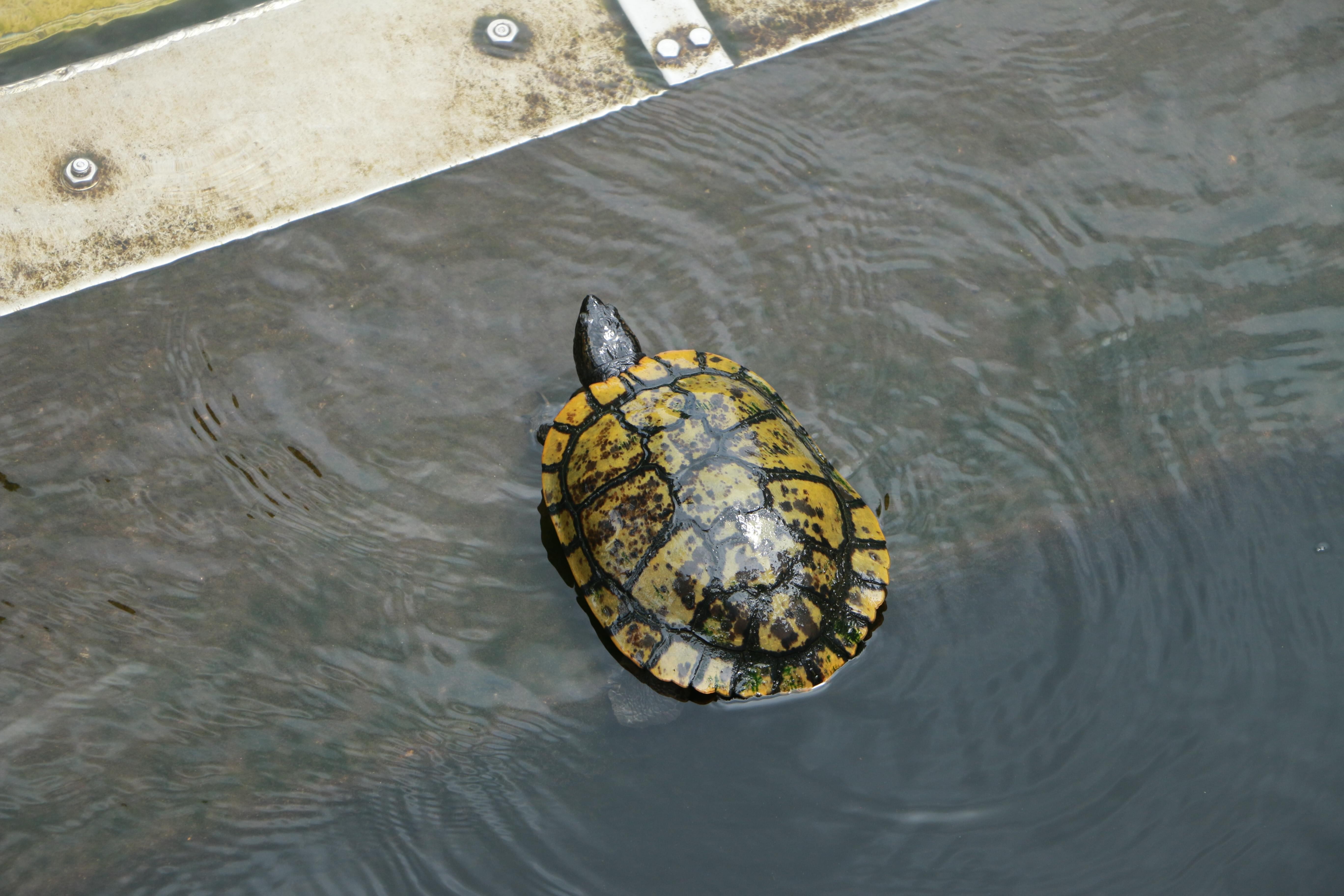 连乌龟也不放过!